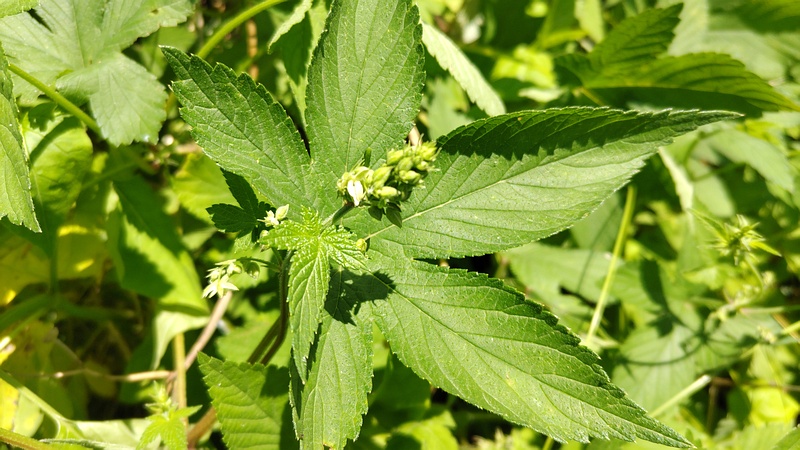 カナムグラの雄花 横浜市旭区中希望が丘