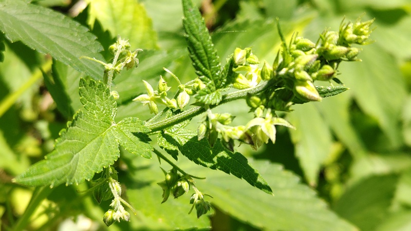 カナムグラの雄花 横浜市旭区中希望が丘