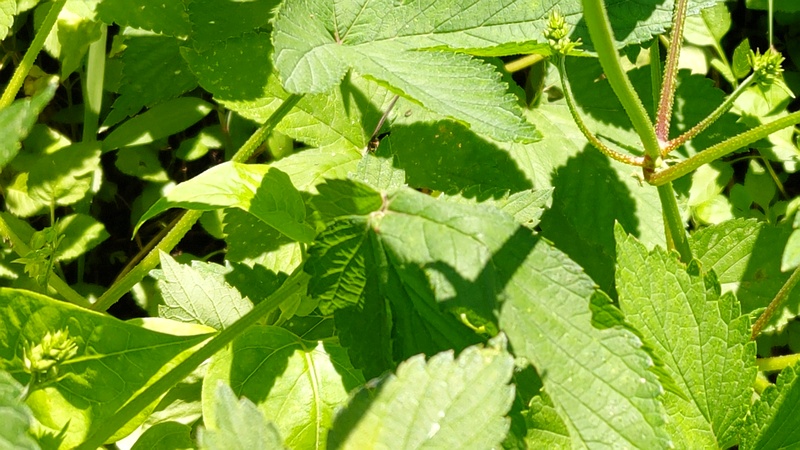 カナムグラの雌花 横浜市旭区中希望が丘