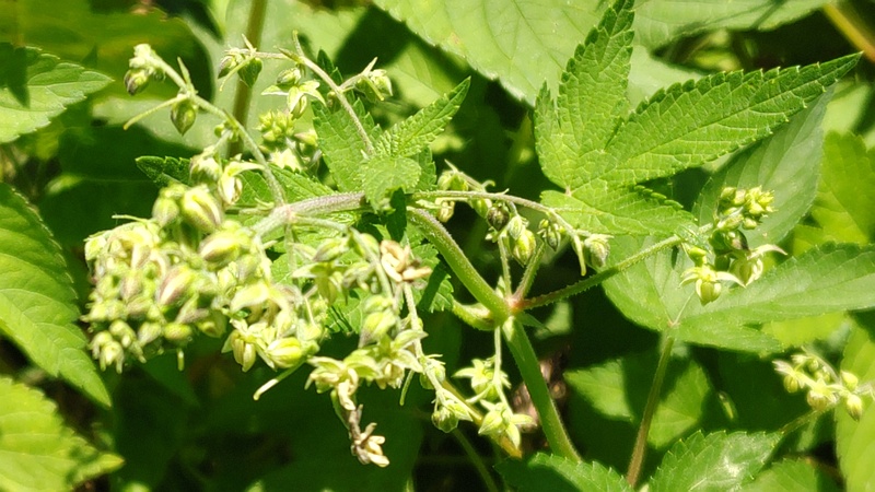 カナムグラの雄花 横浜市旭区中希望が丘