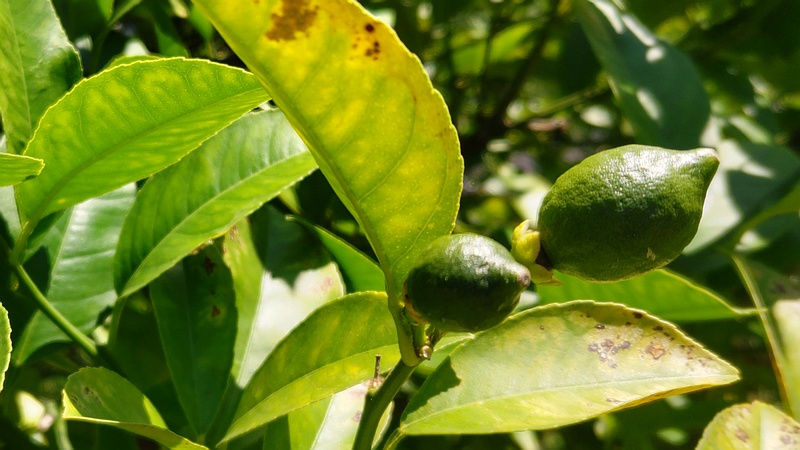 レモンの果実 横浜市旭区希望が丘水の森公園