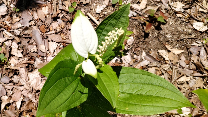 ハンゲショウの花 横浜市旭区希望が丘水の森公園