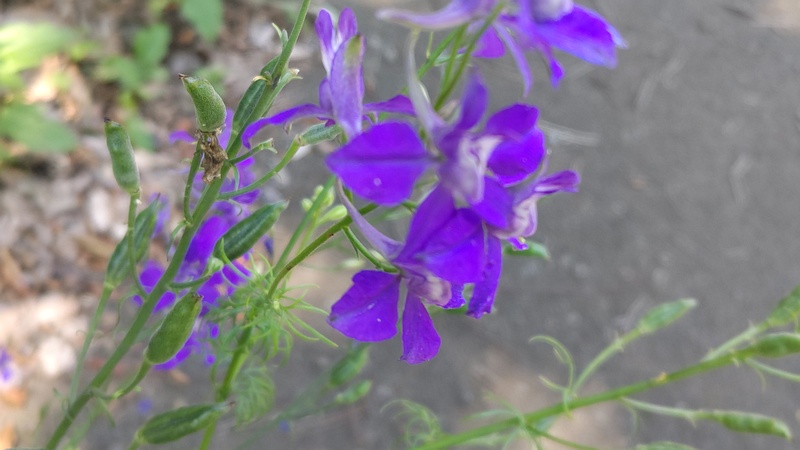 ヒエンソウの花と果実 横浜市旭区希望が丘水の森公園