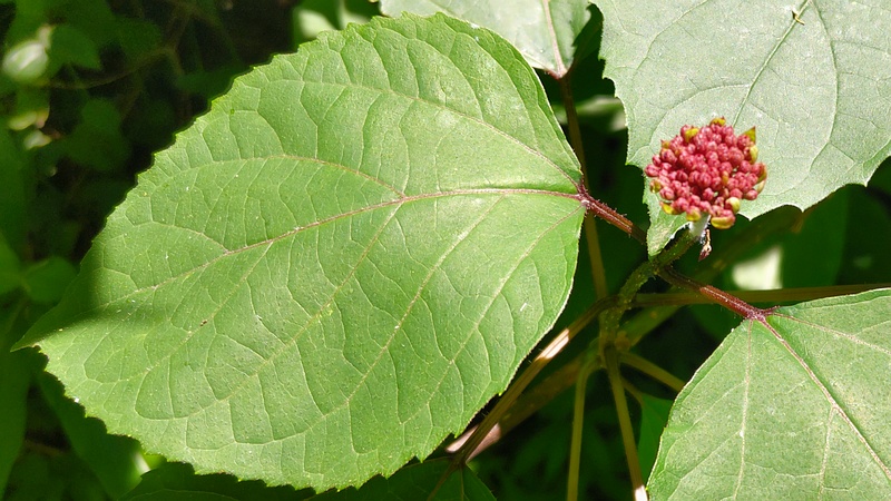 ボタンクサギの蕾 横浜市旭区希望が丘水の森公園