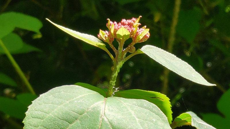 ボタンクサギの蕾 横浜市旭区希望が丘水の森公園