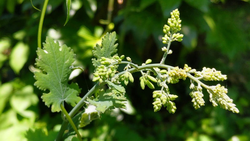 タケニグサの蕾 横浜市旭区希望が丘水の森公園