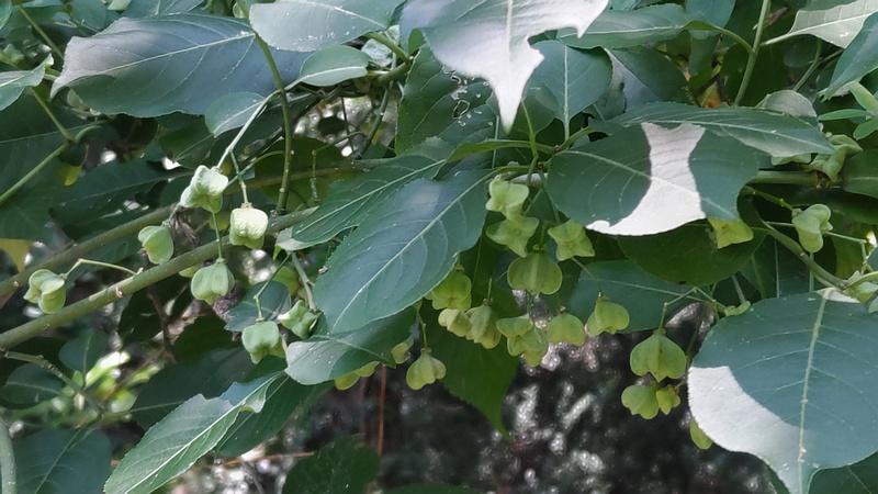 マユミの若い果実 横浜市旭区希望が丘水の森公園