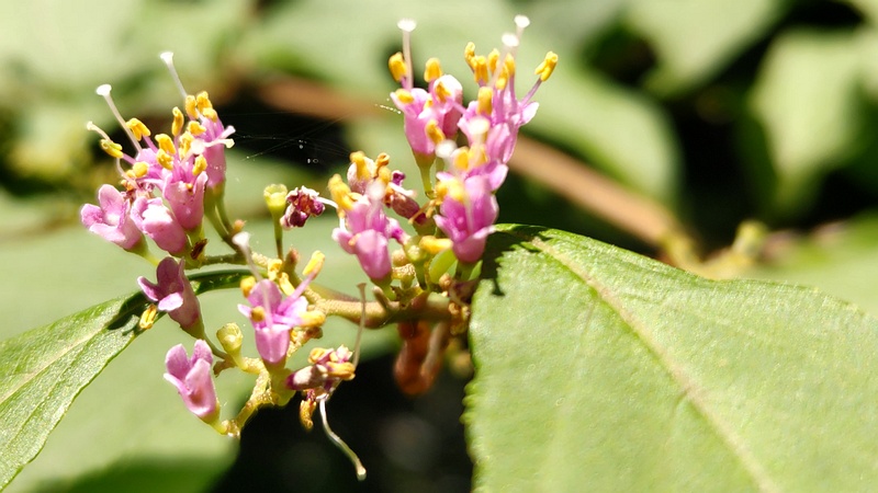 ムラサキシキブの花 横浜市旭区希望が丘水の森公園