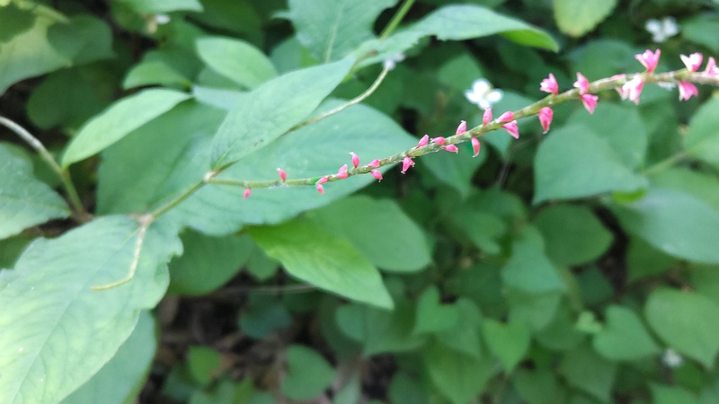 ミズヒキの花と果実 横浜市旭区希望が丘水の森公園