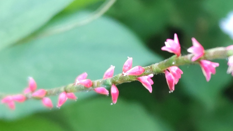 ミズヒキの花 横浜市旭区希望が丘水の森公園