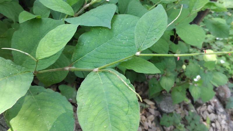 ミズヒキの蕾 横浜市旭区希望が丘水の森公園