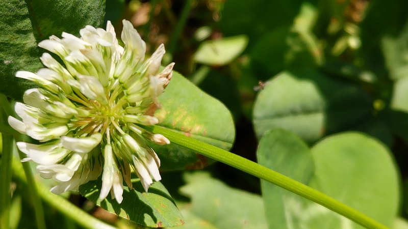 シロツメクサの花 横浜市旭区中希望が丘