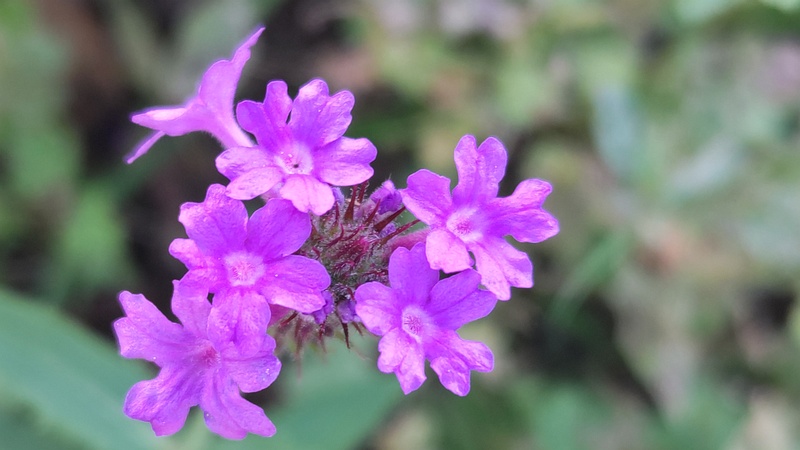 シュッコンバーベナの花 横浜市旭区今宿町
