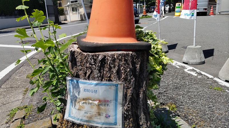 イチョウの切株 横浜市旭区今宿町