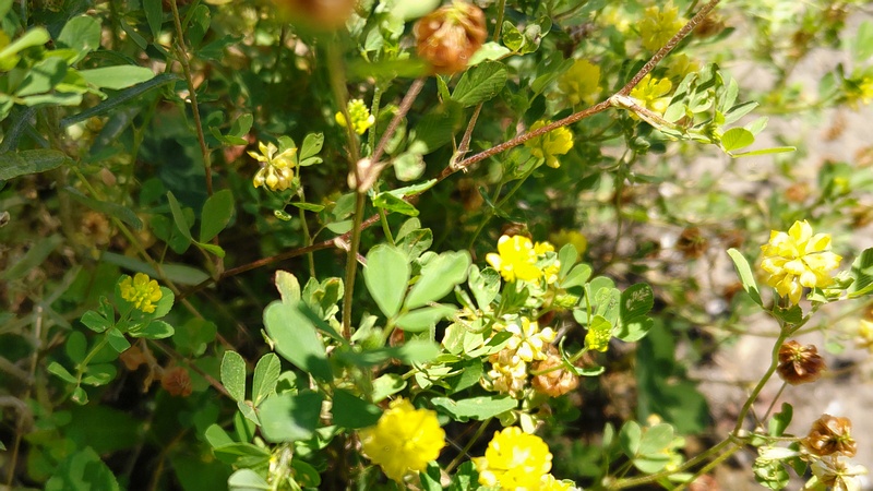 クスダマツメクサの花 横浜市旭区今宿町