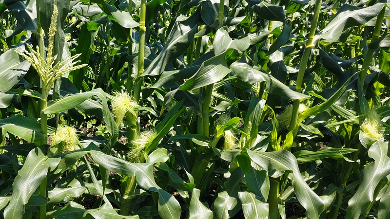 トウモロコシの花 横浜市旭区今宿南町