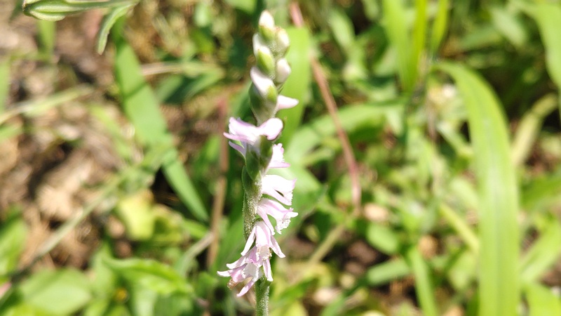 ネジバナの花 横浜市旭区今宿南町