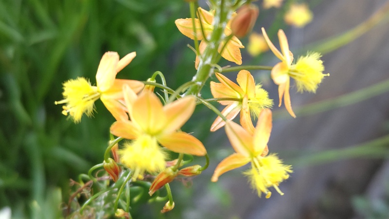ハナアロエの花 横浜市旭区今宿南町