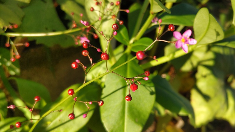 ハゼランの花 横浜市旭区今宿南町