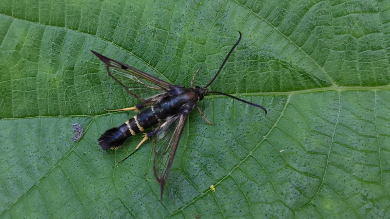カラムシのスグリコスカシバ 横浜市旭区今宿南町