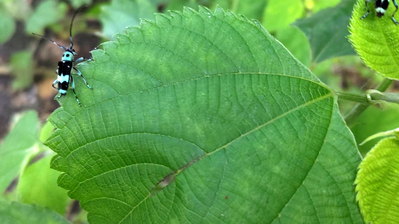 カラムシのラミーカミキリ 横浜市旭区今宿南町