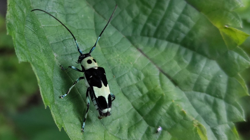 カラムシのラミーカミキリ♀ 横浜市旭区今宿南町