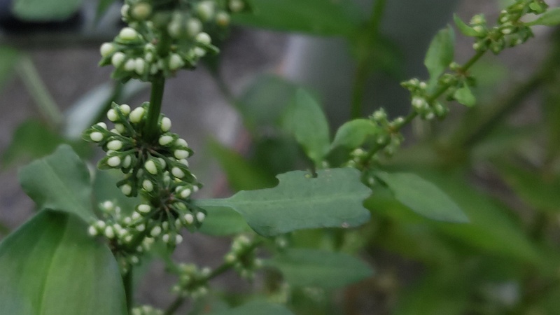 コギシギシの果実 横浜市旭区今宿南町