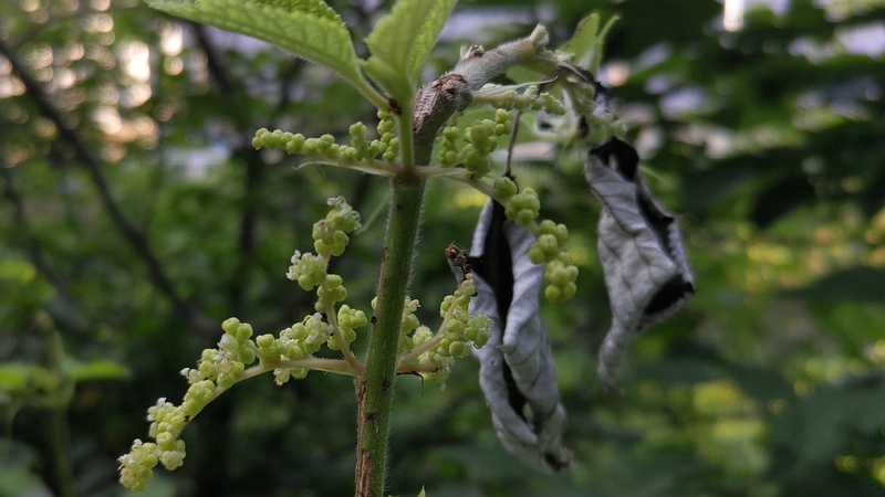 カラムシの蕾 横浜市旭区今宿南町