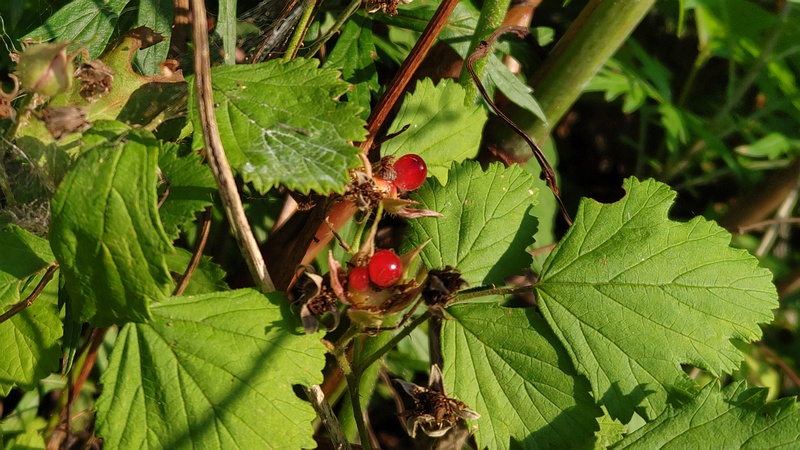 ナワシロイチゴの果実 横浜市旭区今宿東町