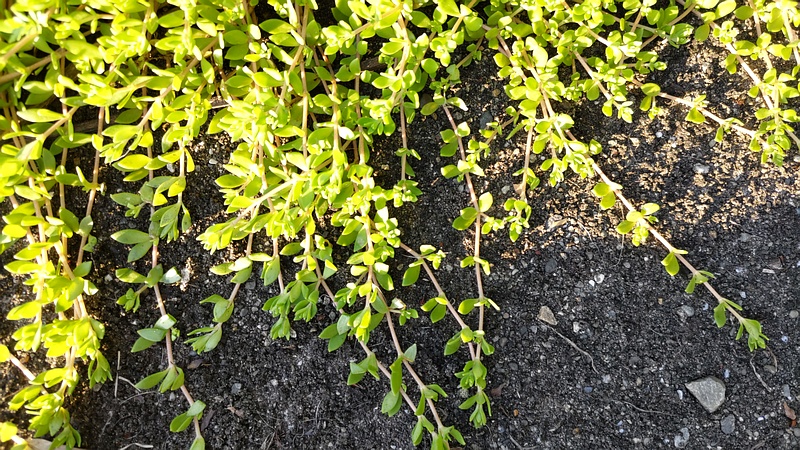 スベリヒユ 横浜市旭区今宿東町