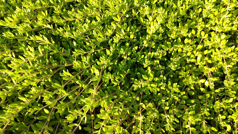 スベリヒユ 横浜市旭区今宿東町