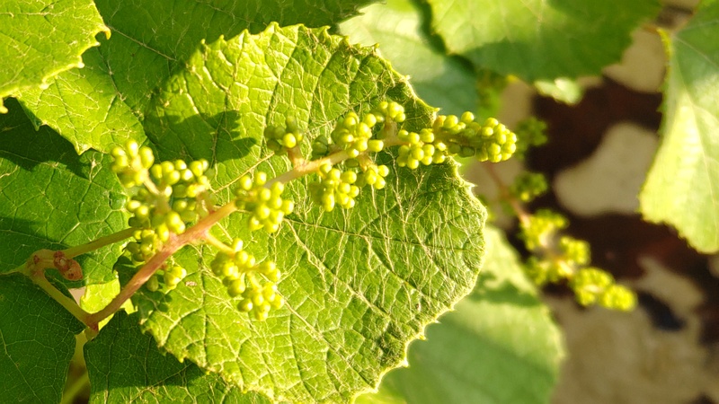 エビヅルの蕾と花 横浜市旭区今宿東町