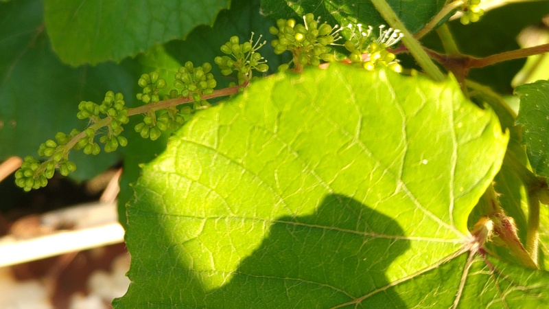 エビヅルの蕾と花 横浜市旭区今宿東町