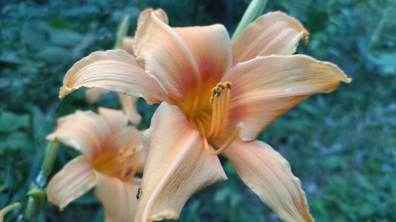 ワスレグサの花 横浜市旭区今宿東町