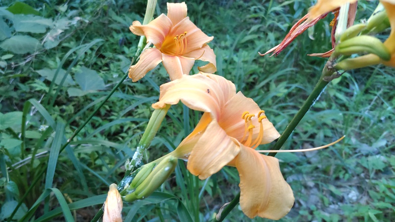 ワスレグサの花 横浜市旭区今宿東町