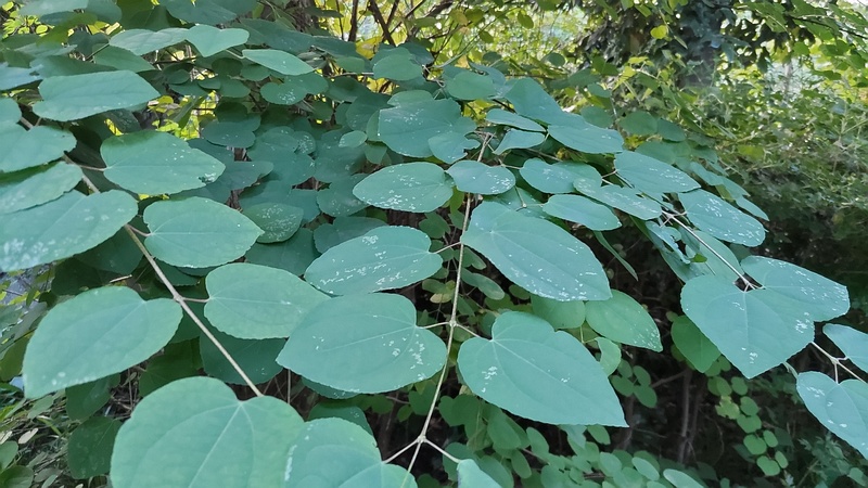 カツラ 横浜市旭区今宿東町