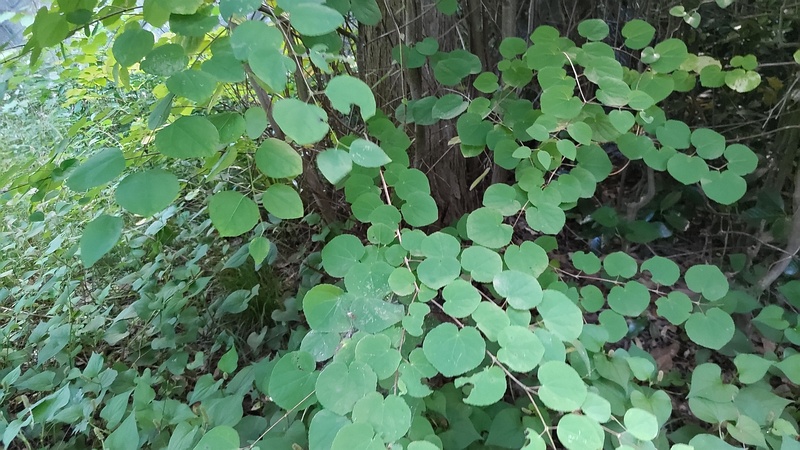 カツラ 横浜市旭区今宿東町