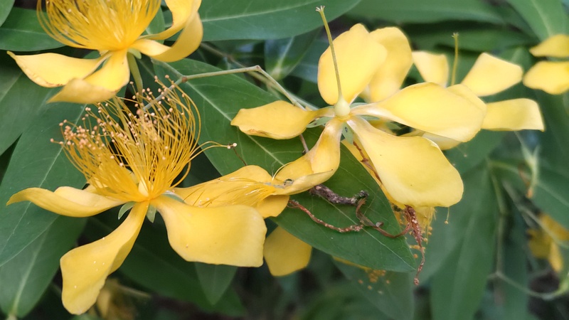 ビヨウヤナギの花 横浜市旭区今宿東町
