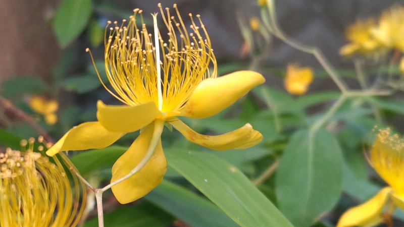 ビヨウヤナギの花 横浜市旭区今宿東町