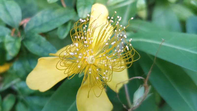 ビヨウヤナギの花 横浜市旭区今宿東町