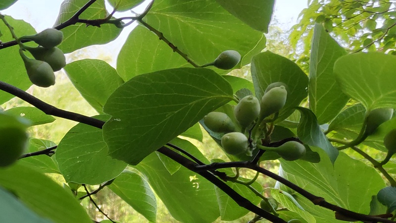 ハクウンボクの果実 横浜市旭区今宿東町