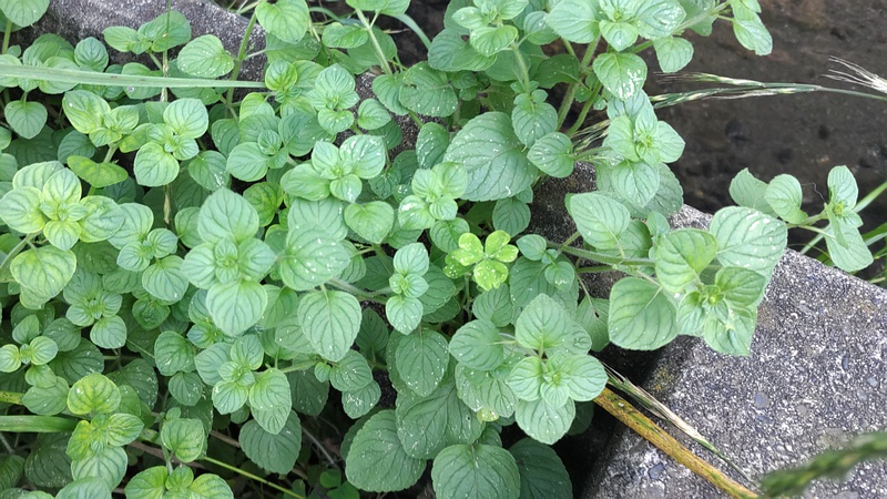 カラミント 横浜市旭区今宿東町