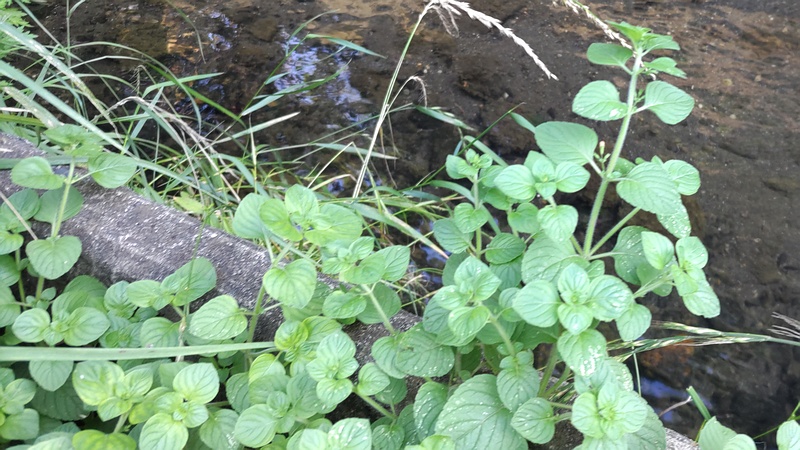 カラミント 横浜市旭区今宿東町