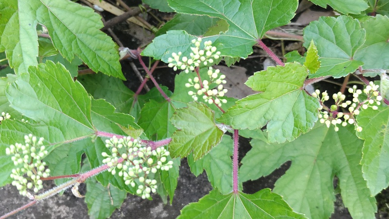 ノブドウの蕾 横浜市旭区今宿東町