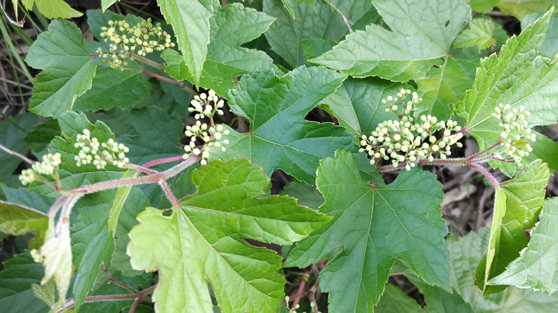 ノブドウの蕾 横浜市旭区今宿東町