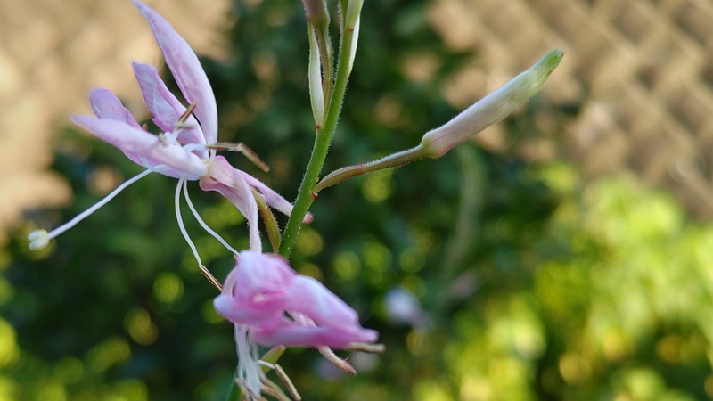 ハクチョウソウの花 横浜市旭区今宿東町