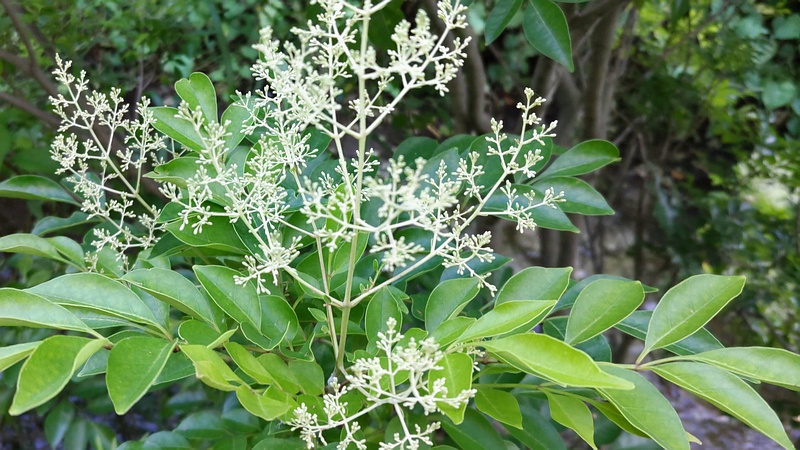 シマトネリコの蕾 横浜市旭区今宿東町