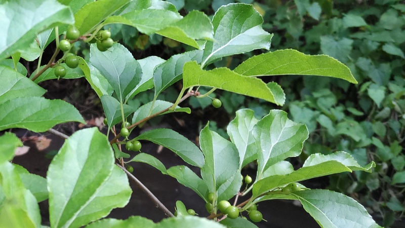 ツルウメモドキの果実 横浜市旭区今宿東町
