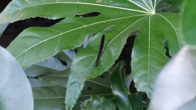 ハグロトンボ 横浜市旭区今宿東町