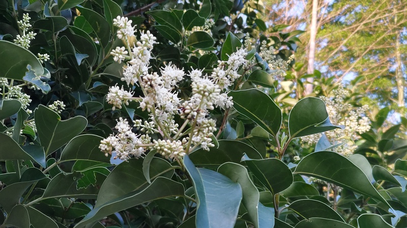 トウネズミモチの花 横浜市旭区今川町